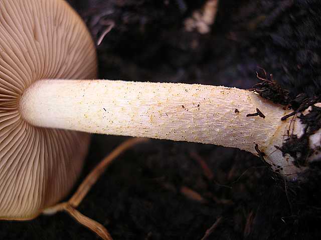 Pholiota spec. (cfr. Pholiota mixta)